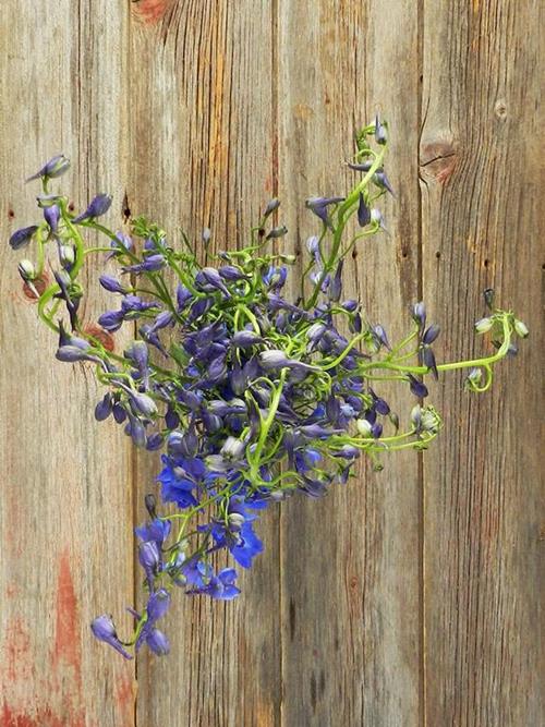 SEA WALTZ  DARK BLUE DELPHINIUM